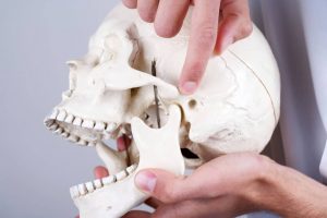 Human jaw skull